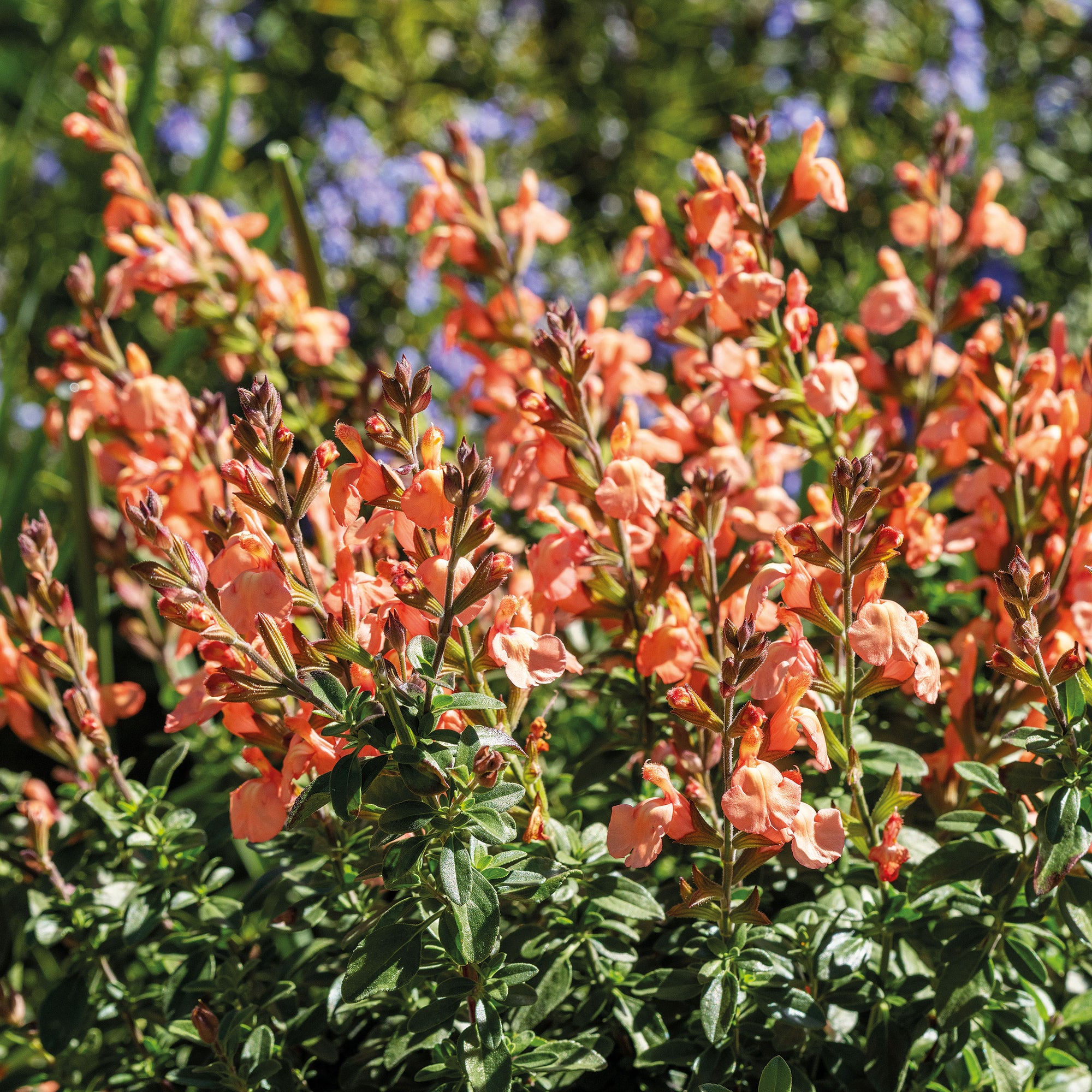 Salvia VIBE® 'Ignition Orange' - S1