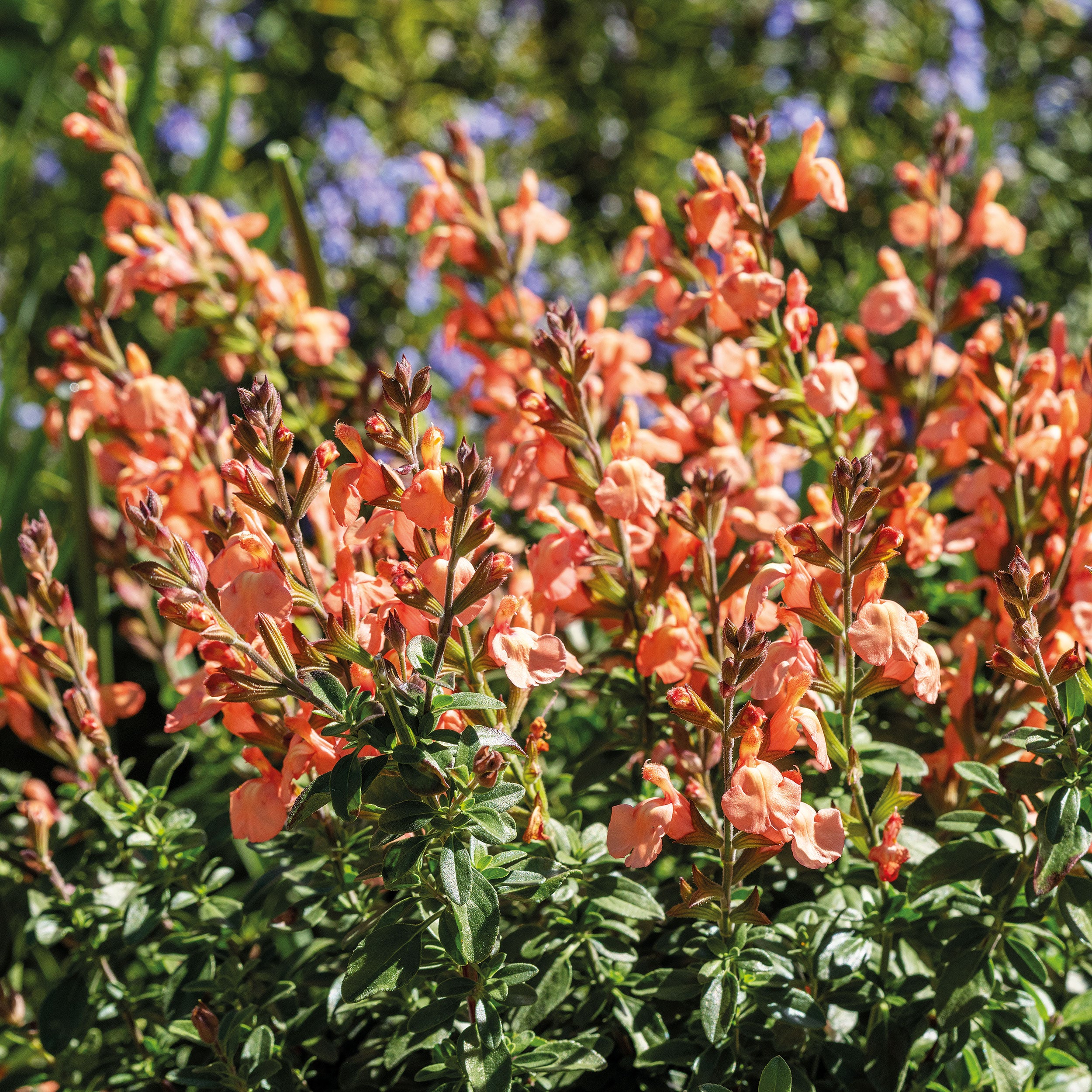 Salvia VIBE® 'Ignition Orange' plants