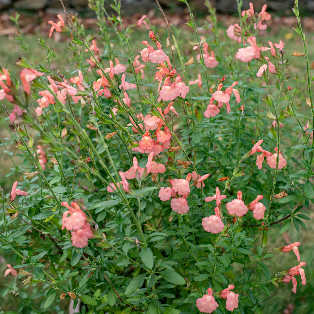 Salvia VIBE® 'Ignition Orange' - S1