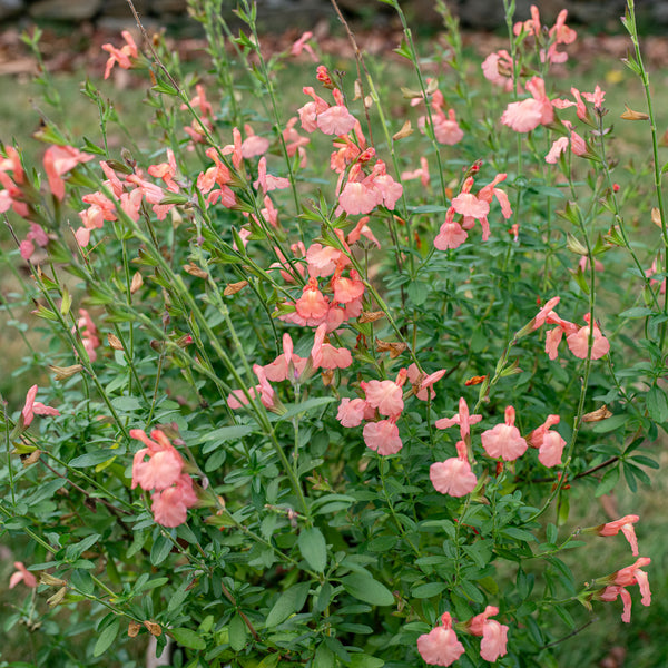 
    



Salvia VIBE® 'Ignition Orange' 
