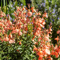 
    



Salvia VIBE® 'Ignition Orange' 
