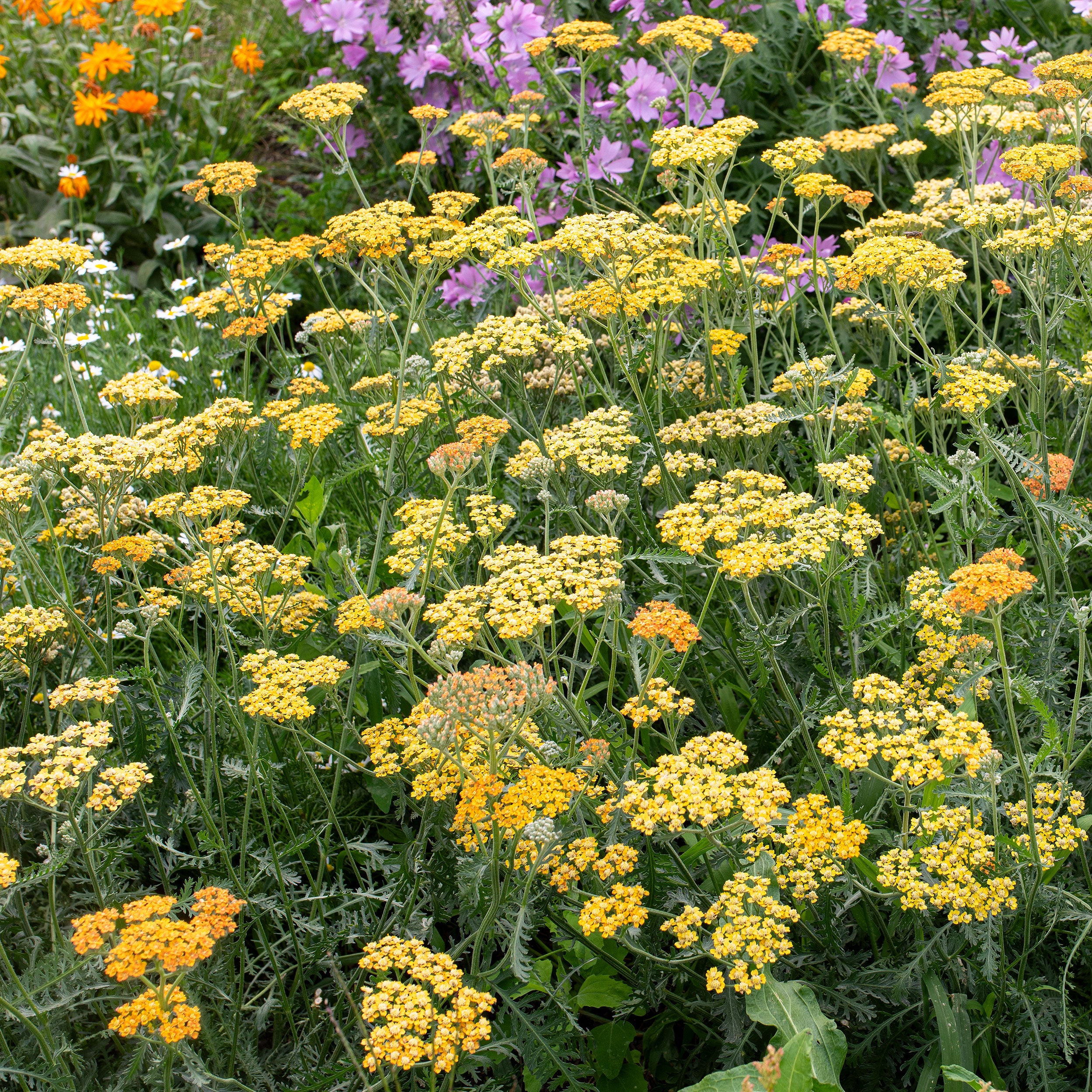 ARABIA エステリ ボタニカ \"Achillea millefolium\" Achillea x millefolium 'Terra Cotta' – Secret Garden Growers