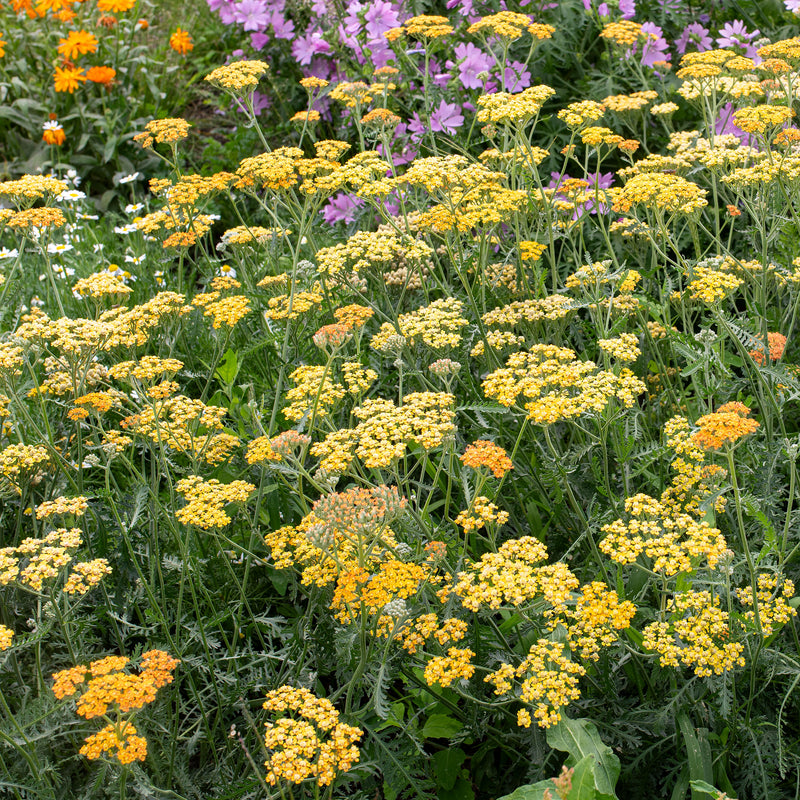 Yarrow 'New Vintage™ Terracotta' - S1