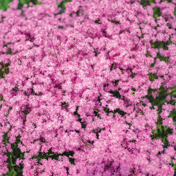 Ragged-Robin 'Petite Jenny' - S1