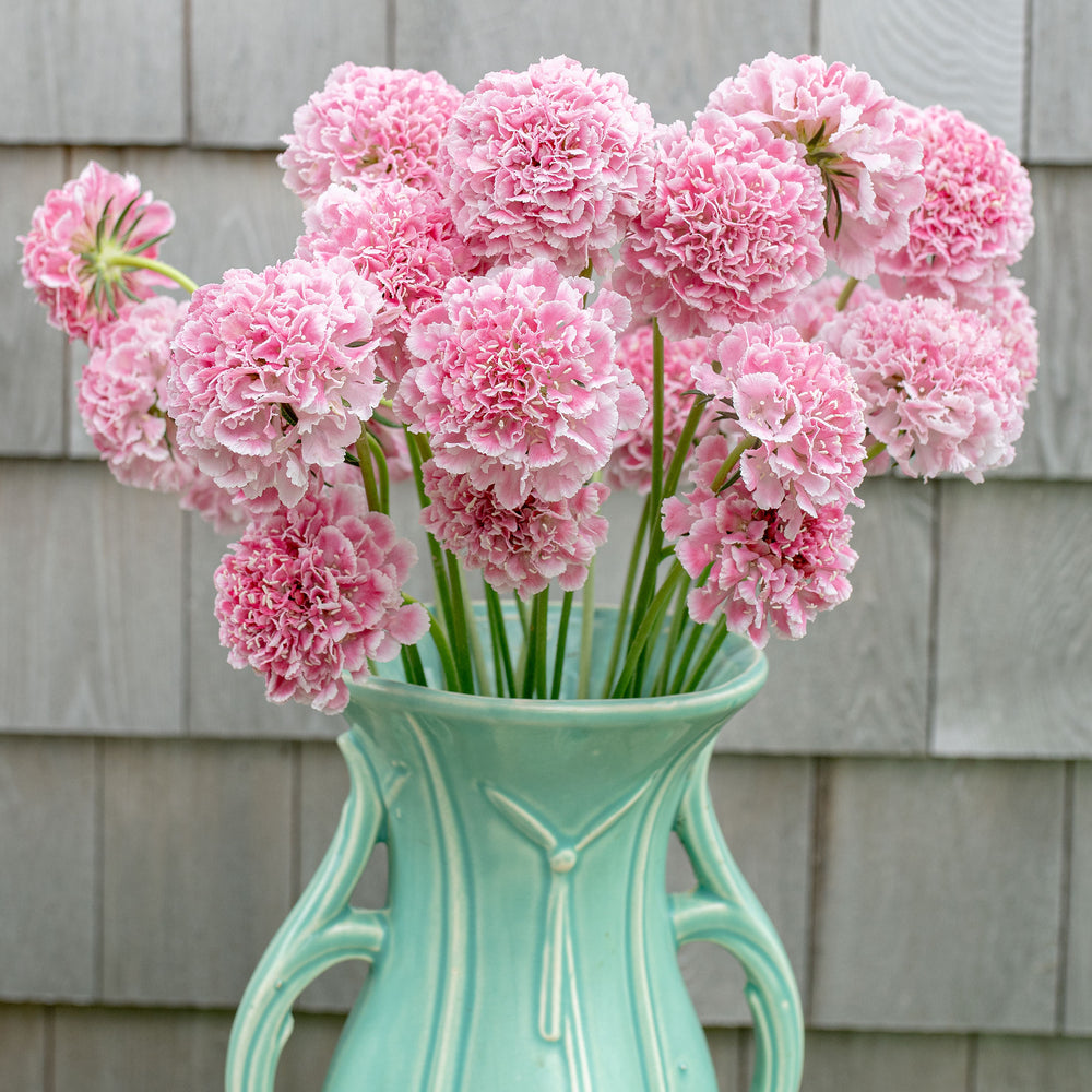 Scabiosa 'BONBON SCOOP™ Punch' - S1
