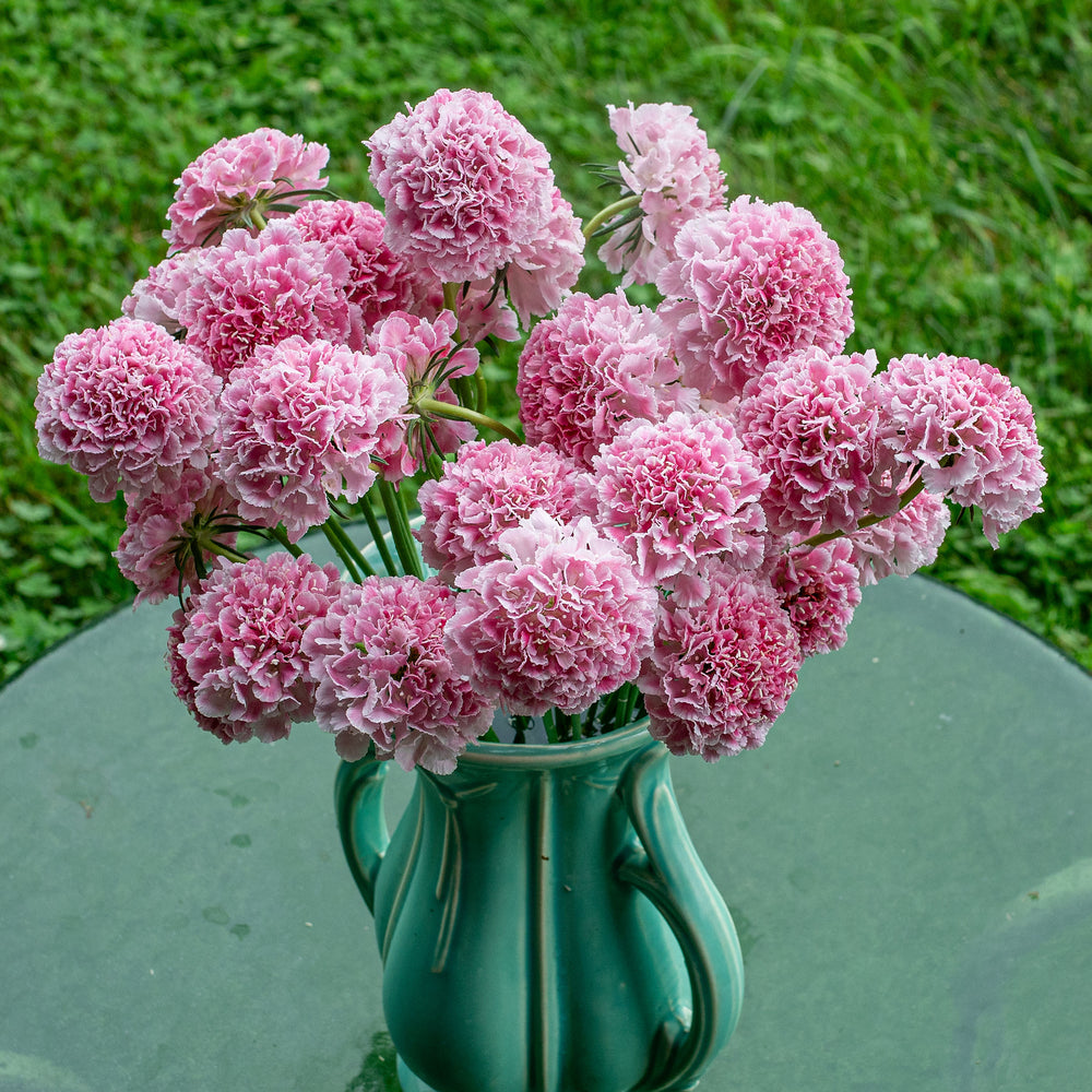 Scabiosa 'BONBON SCOOP™ Punch' - S1