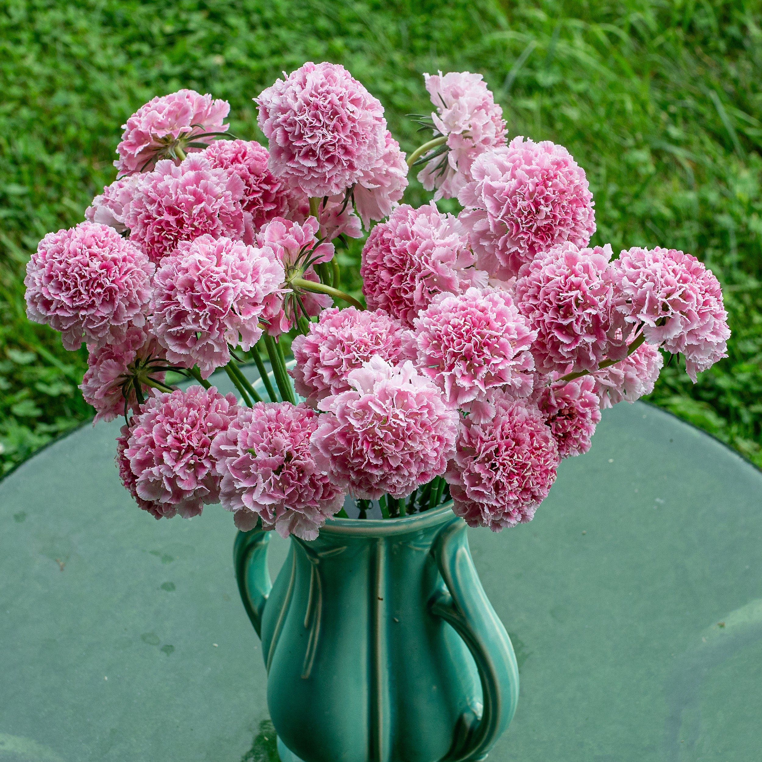 Scabiosa 'BONBON SCOOP™ Punch' plants