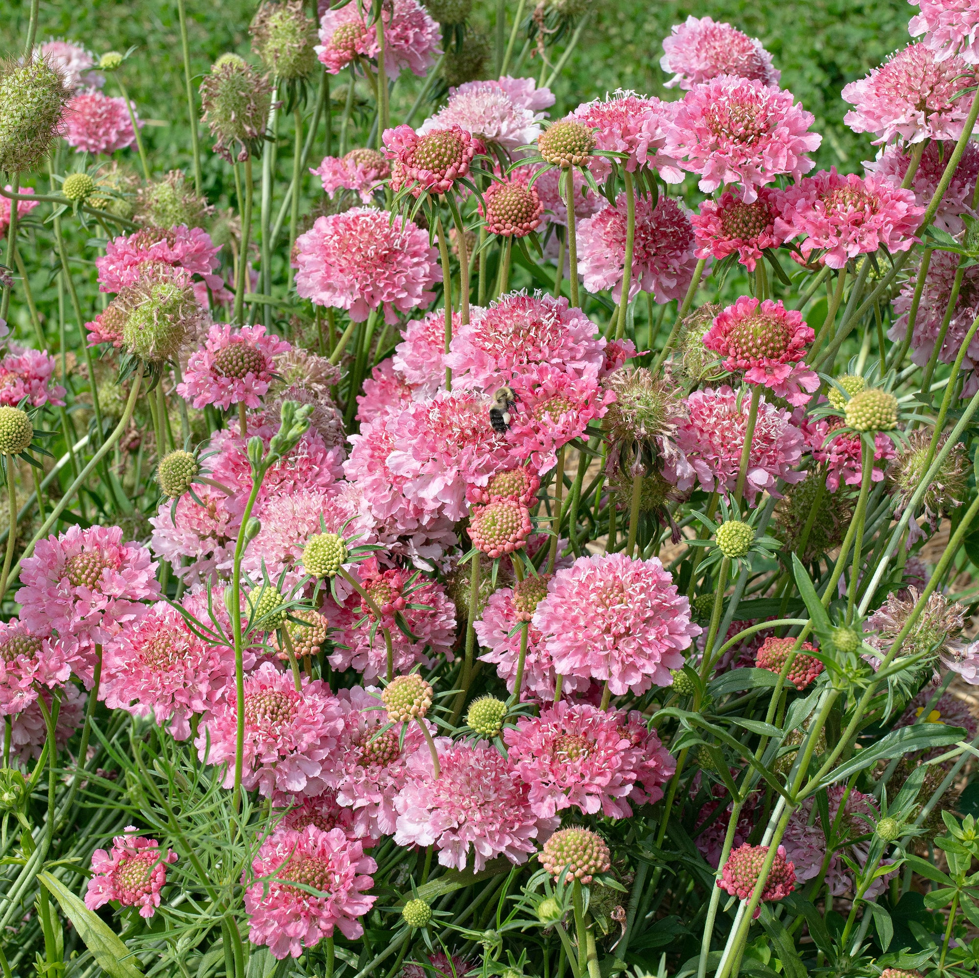 Scabiosa 'BONBON SCOOP™ Punch' - S1