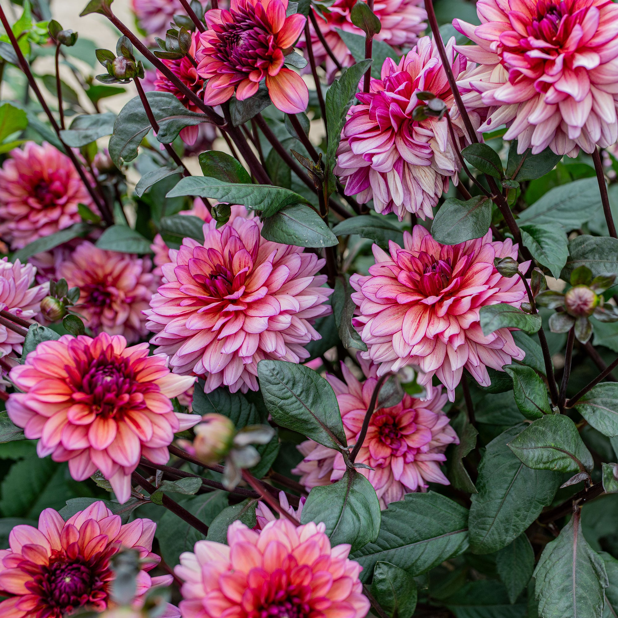Dahlia 'Molly Raven' - S4