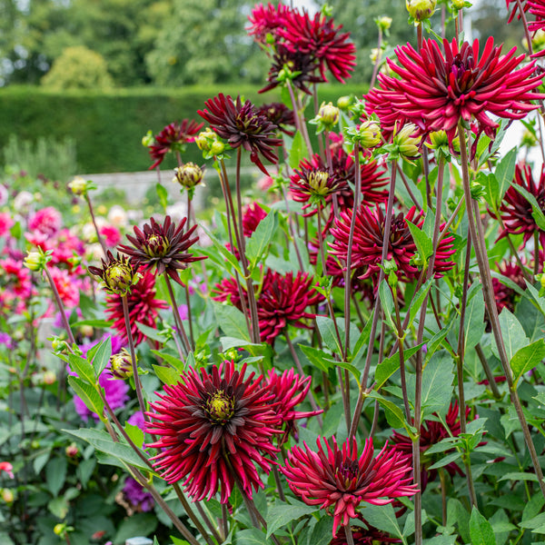 
    



Dahlia 'Chat Noir' 
