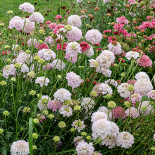 Scabiosa 'BON BON SCOOP™ French Vanilla' - S1