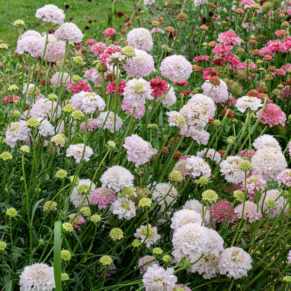 Scabiosa 'BON BON SCOOP™ French Vanilla' - S1