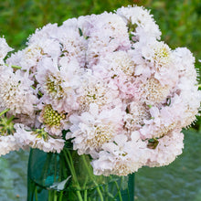 Scabiosa 'BON BON SCOOP™ French Vanilla' - S1