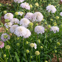 Scabiosa 'BON BON SCOOP™ French Vanilla' - S1