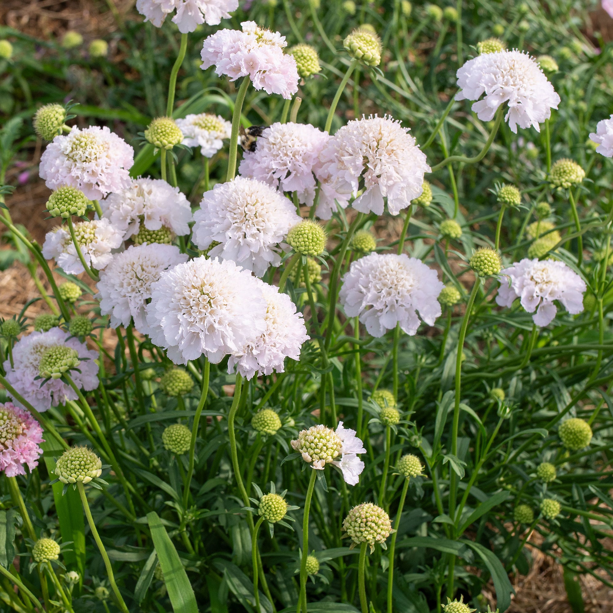 Scabiosa 'BON BON SCOOP™ French Vanilla' - S1