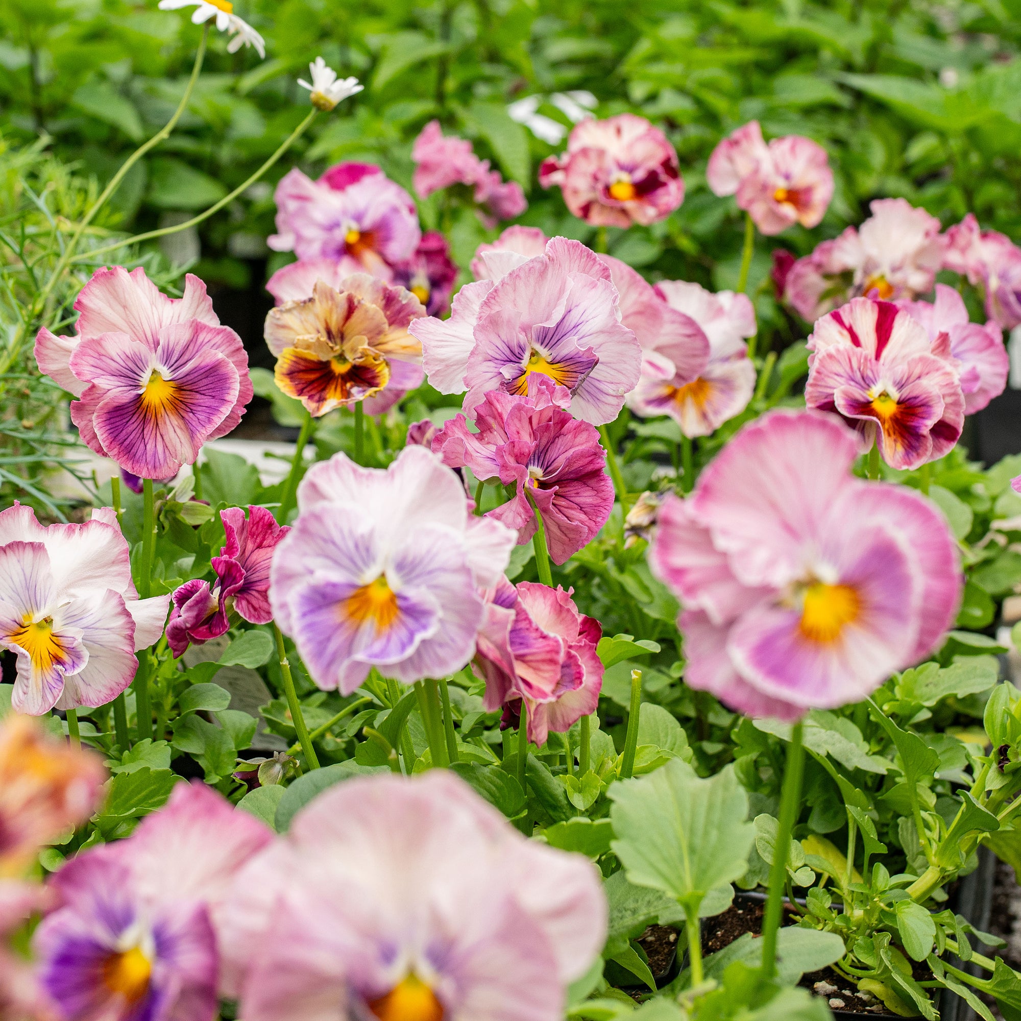 Viola 'Chianti Pink Stripe Mix' - S1