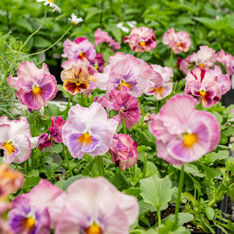 Viola 'Chianti Pink Stripe Mix' - S1
