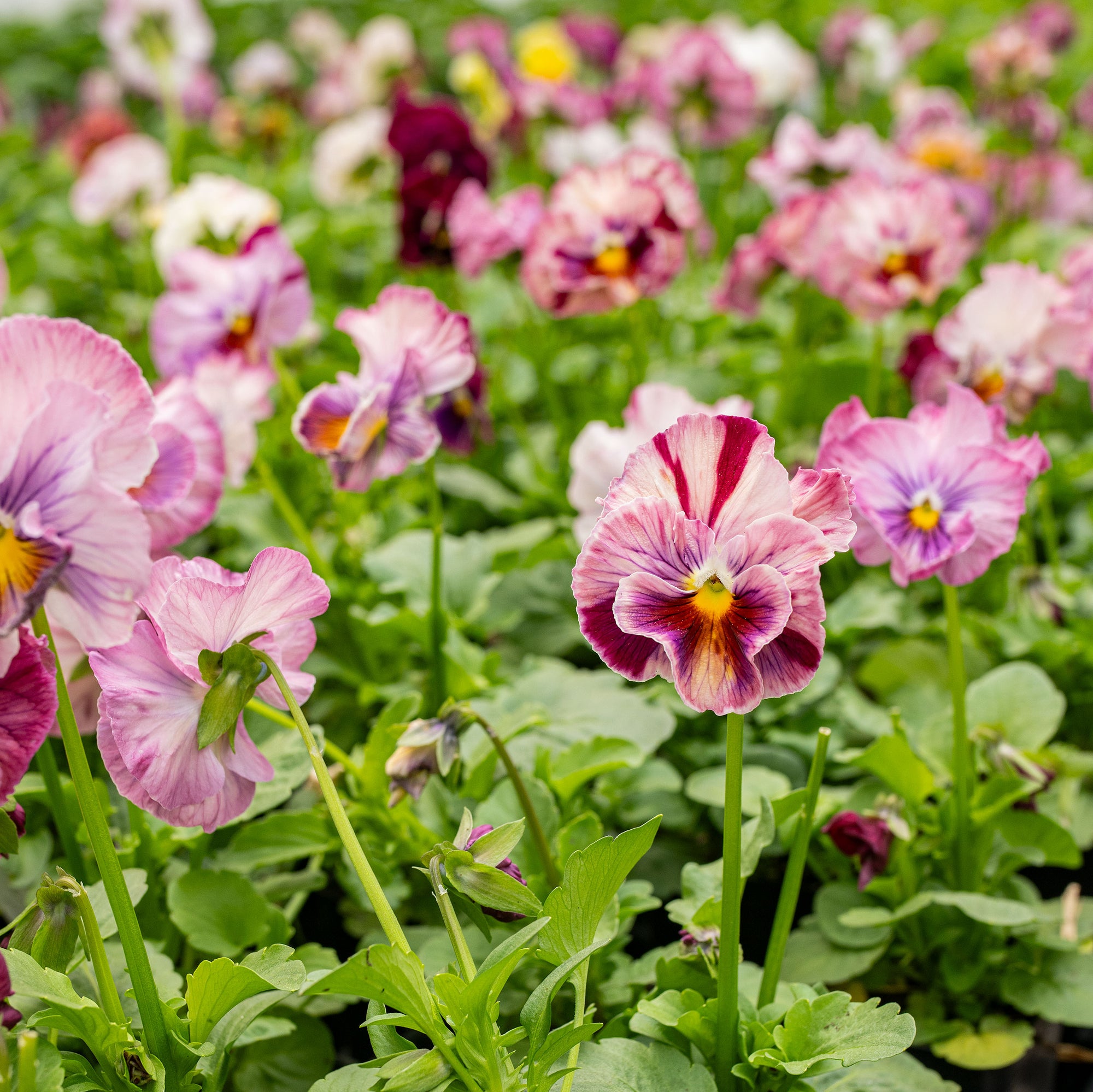 Viola 'Chianti Pink Stripe Mix' - S1