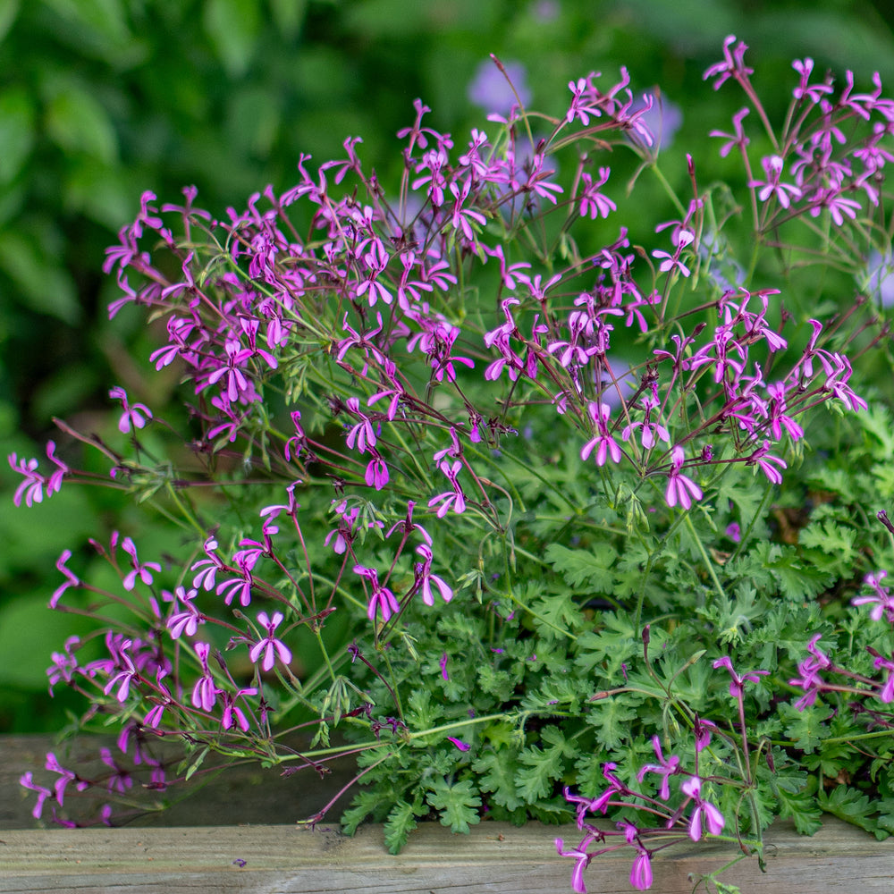 lavender geranium plant Pelargonium ionidiflorum