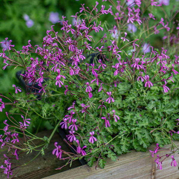 Geranium 'Pink Spice' - S1