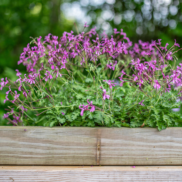 Geranium 'Pink Spice' - S1