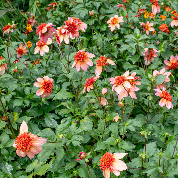 
    



Dahlia 'Totally Tangerine' 
