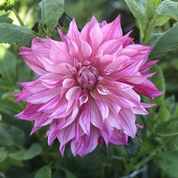 Dahlia 'Café Au Lait Royal' - S4