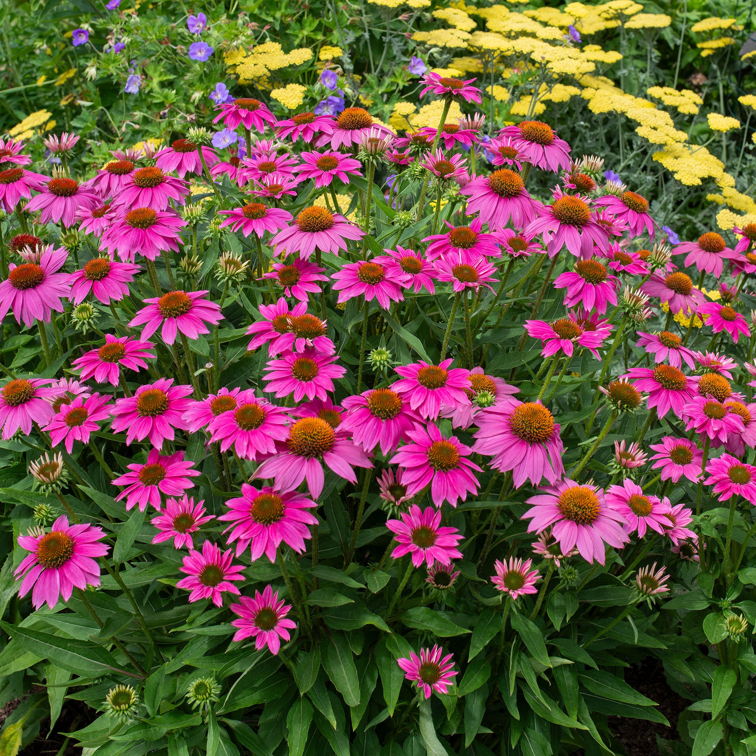 pow wow echinacea seeds Coneflower 'PowWow® Wild Berry' seeds