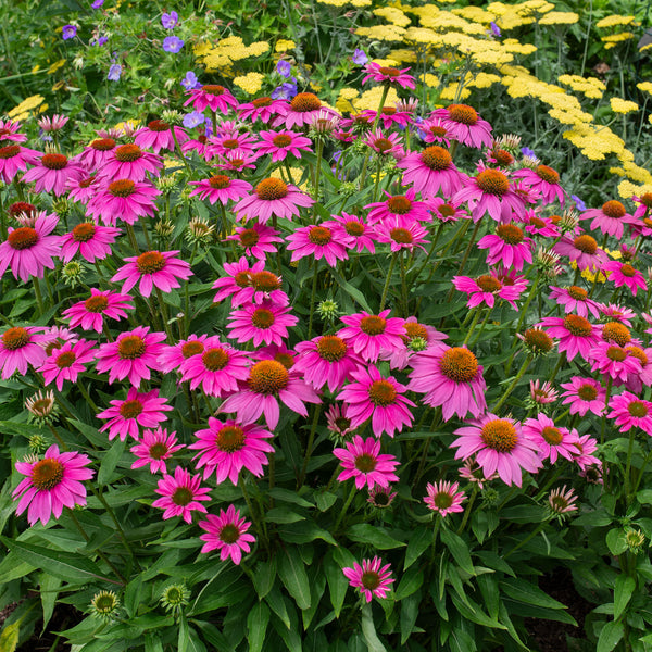 
    



Coneflower 'PowWow® Wild Berry'
