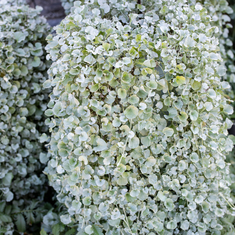 Dichondra 'Silver Falls'