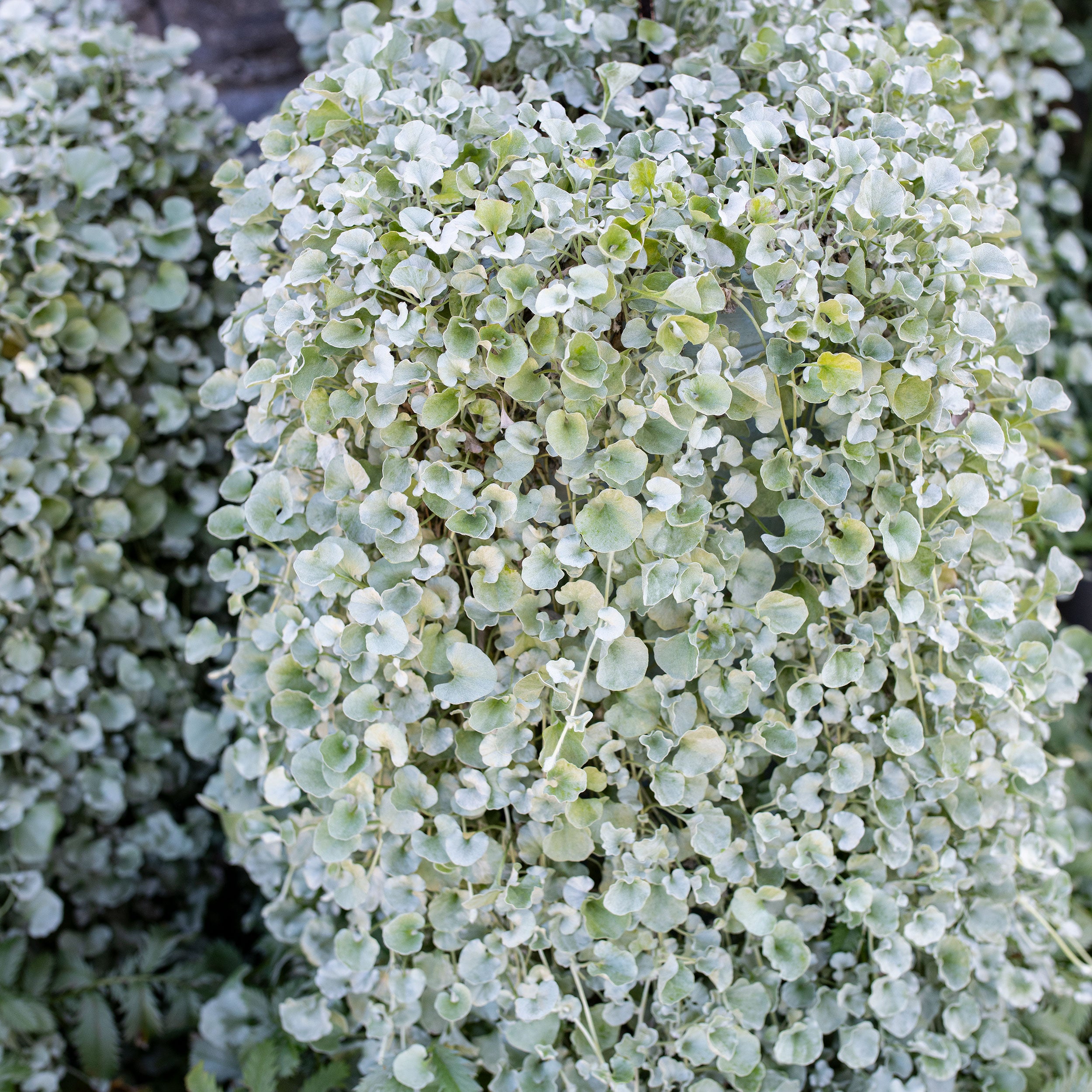 silver falls plant seeds Dichondra 'Silver Falls'