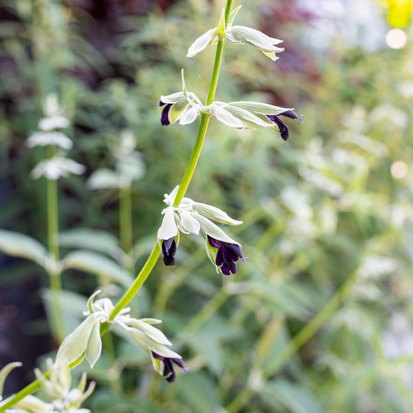 
    



Salvia - Andean Silver Sage 
