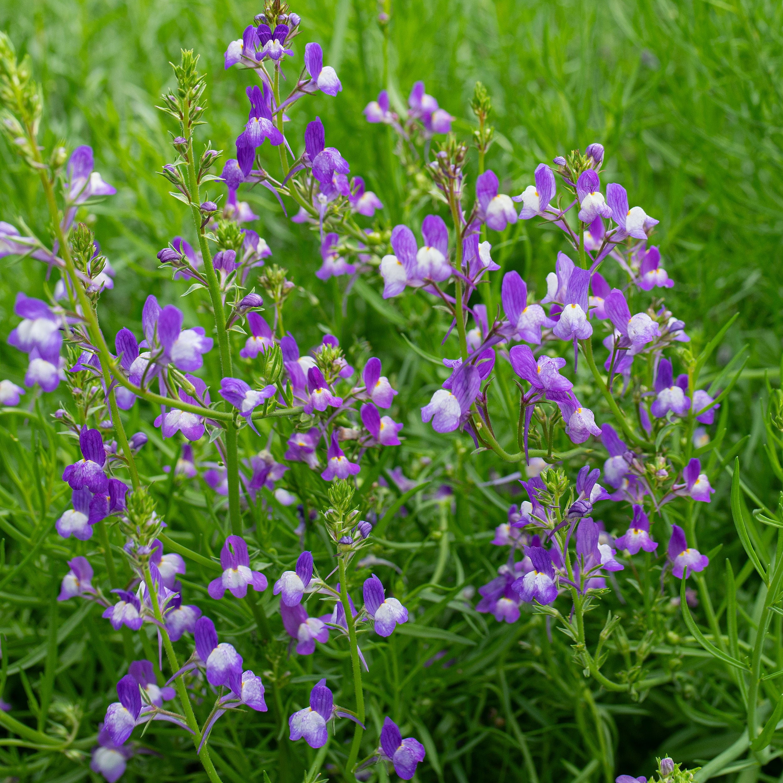 Linaria 'Licilia Azure' seeds - Linaria maroccana