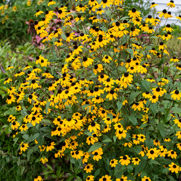 Rudbeckia 'Brown-eyed Susan'