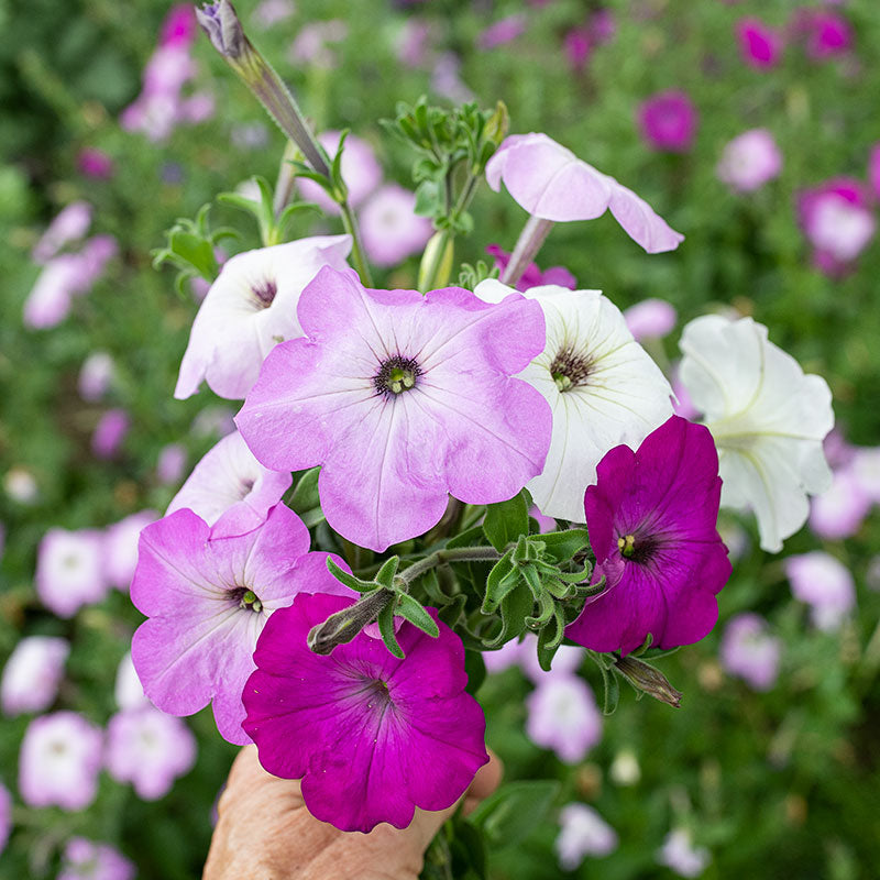 50 Pink Petunia Seeds – Bi-Color Flower Seeds, Perennial & Annual Blooming Variety