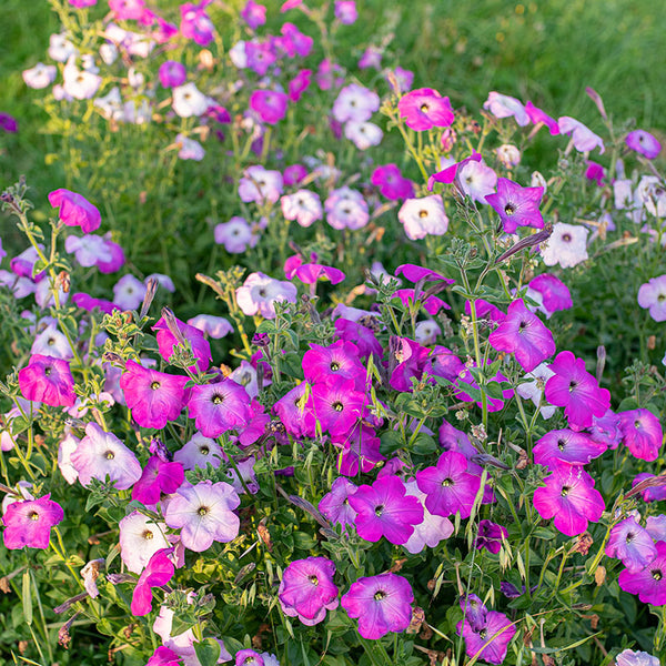 Petunia 'Old Fashioned Climbing' - S1