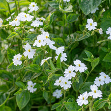 Browallia 'Snow White'
