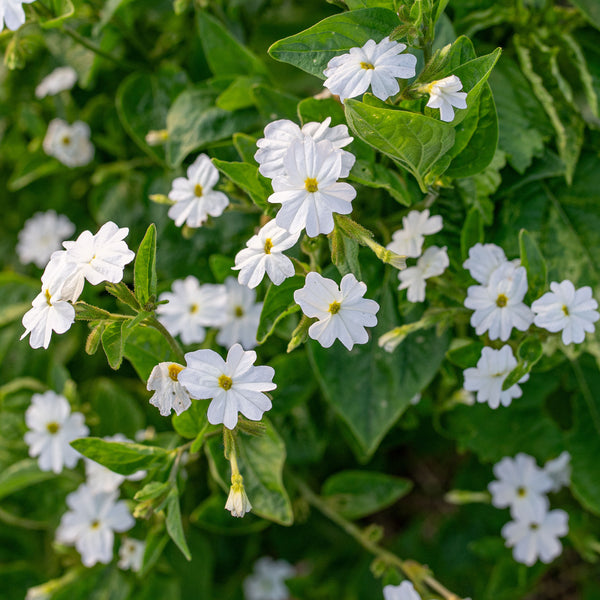 
    



Browallia 'Snow White'

