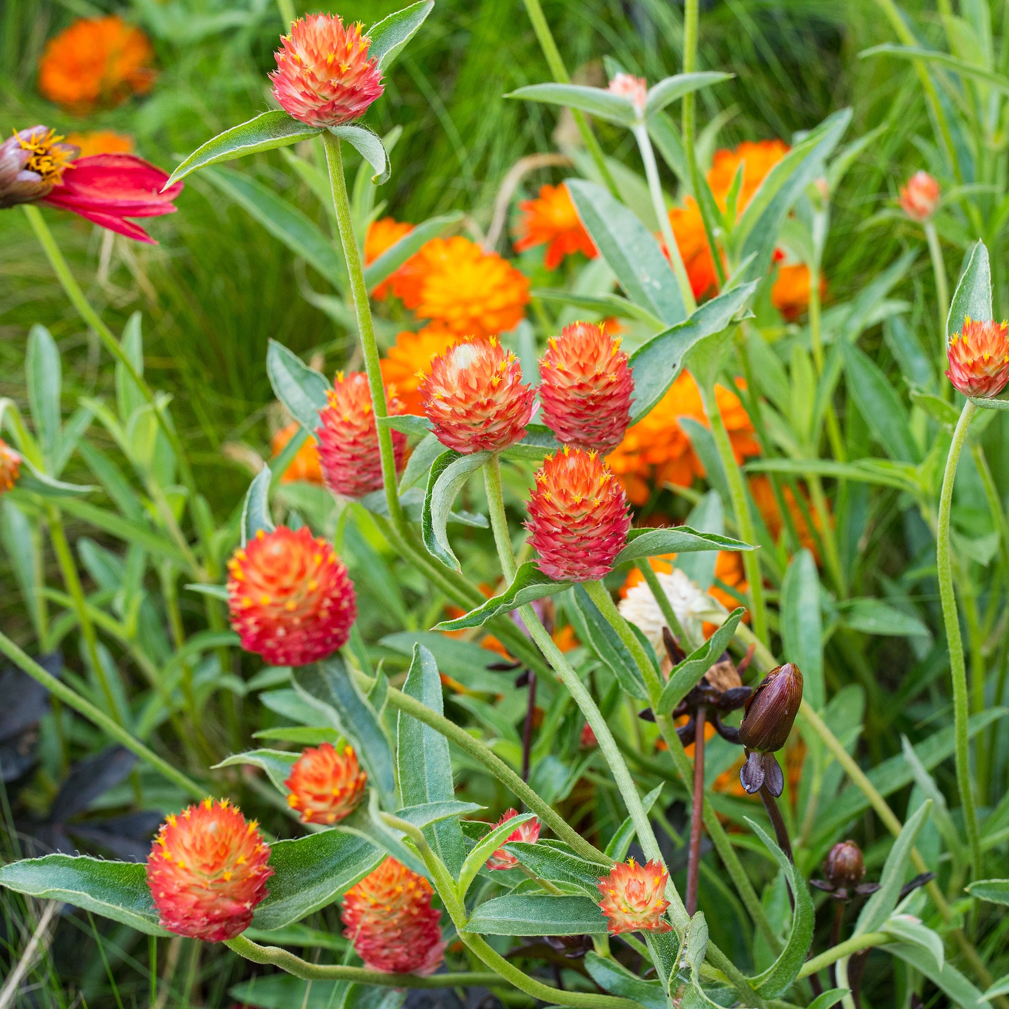 Globe Amaranth 'QIS® Orange'