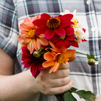 
    



Dahlia 'Bishop's Children Mix' 
