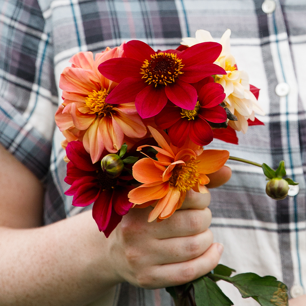 
    



Dahlia 'Bishop's Children Mix' 

