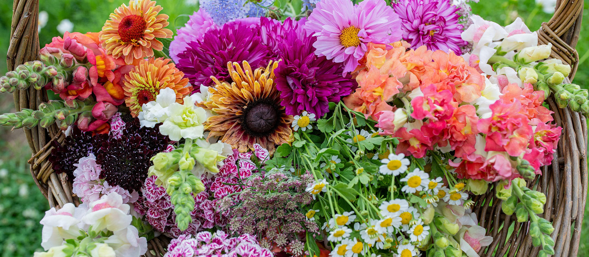 15% Off All Seeds