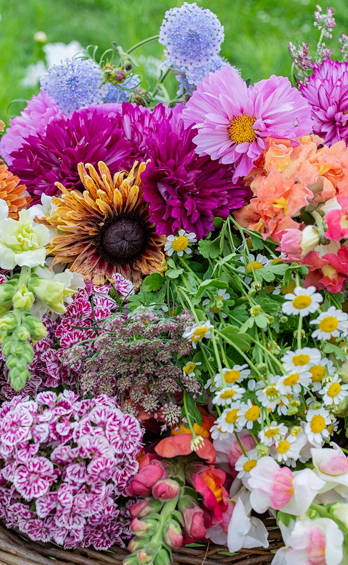 15% Off All Seeds