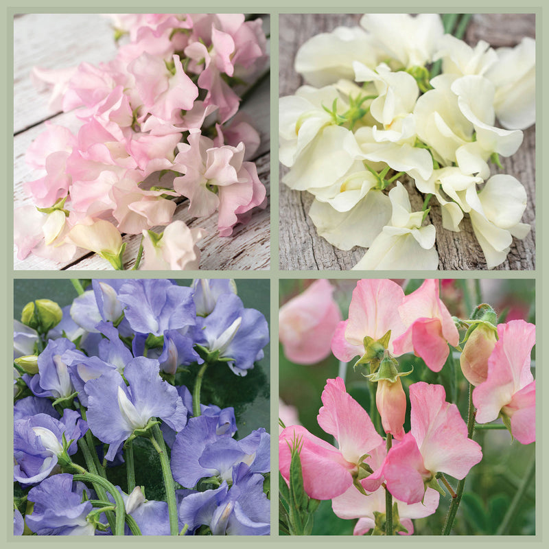 
  



Sweet Pea Fragrant Garden Bundle
