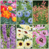 
    



Hardy Annual Blooming Bundle
