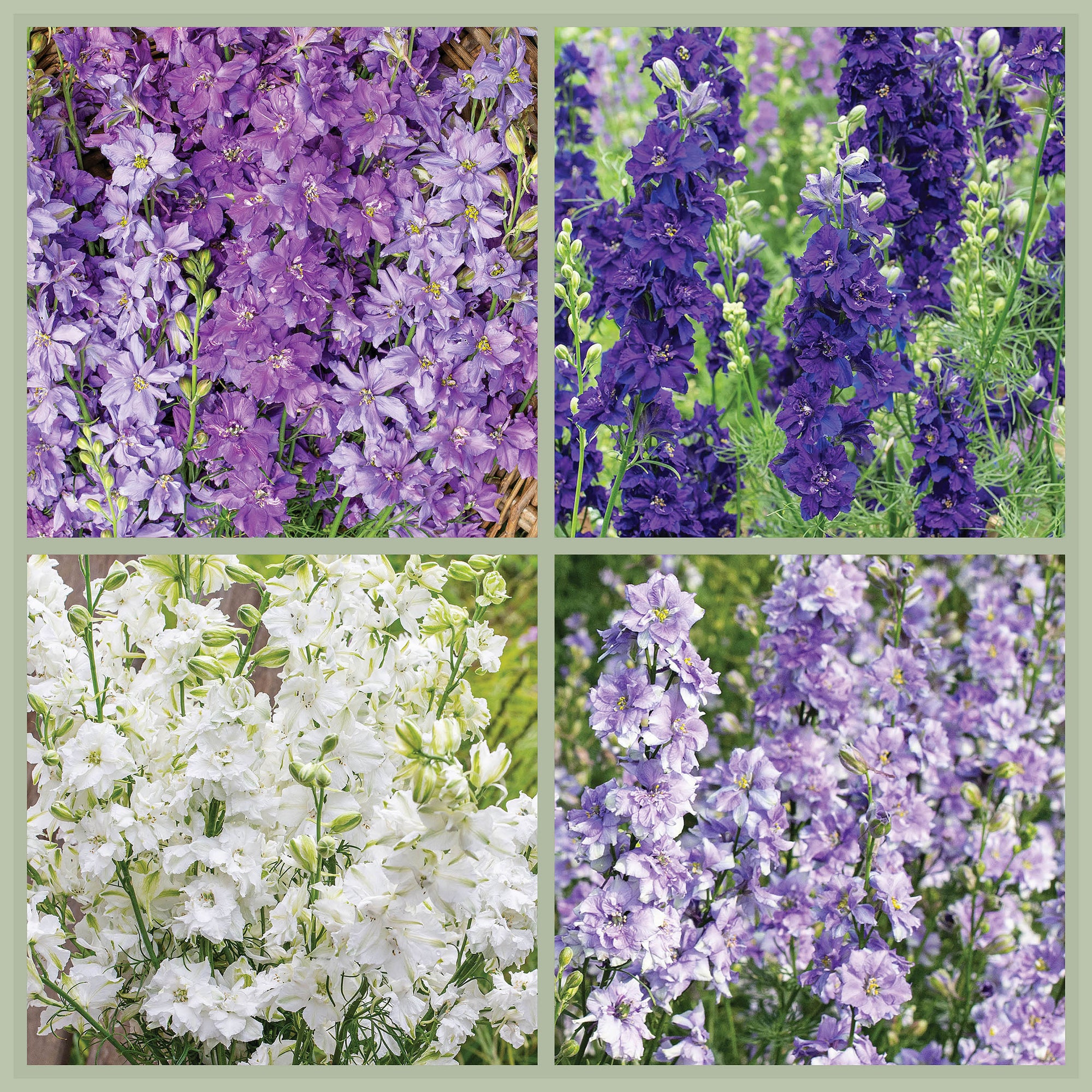 Larkspur 'Rhapsody in Blue' Bundle