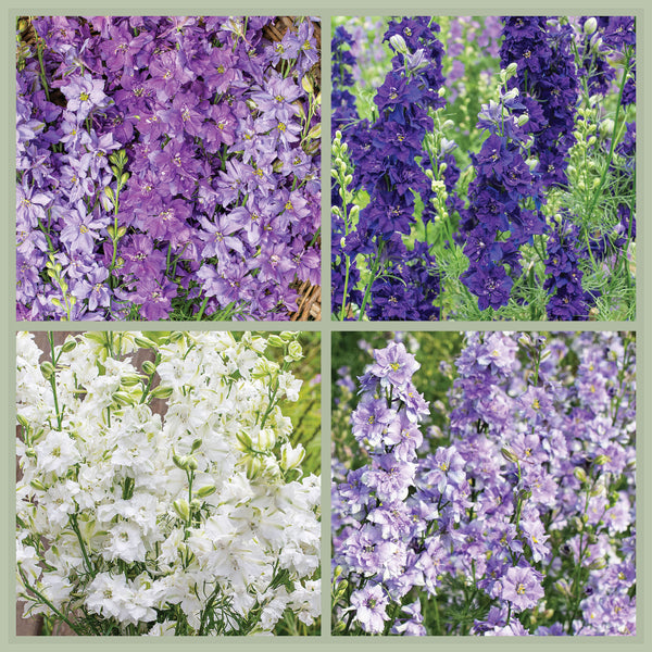 Larkspur 'Rhapsody in Blue' Bundle