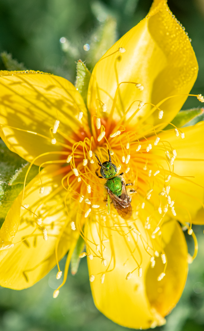 Native flowers to nurture pollinators