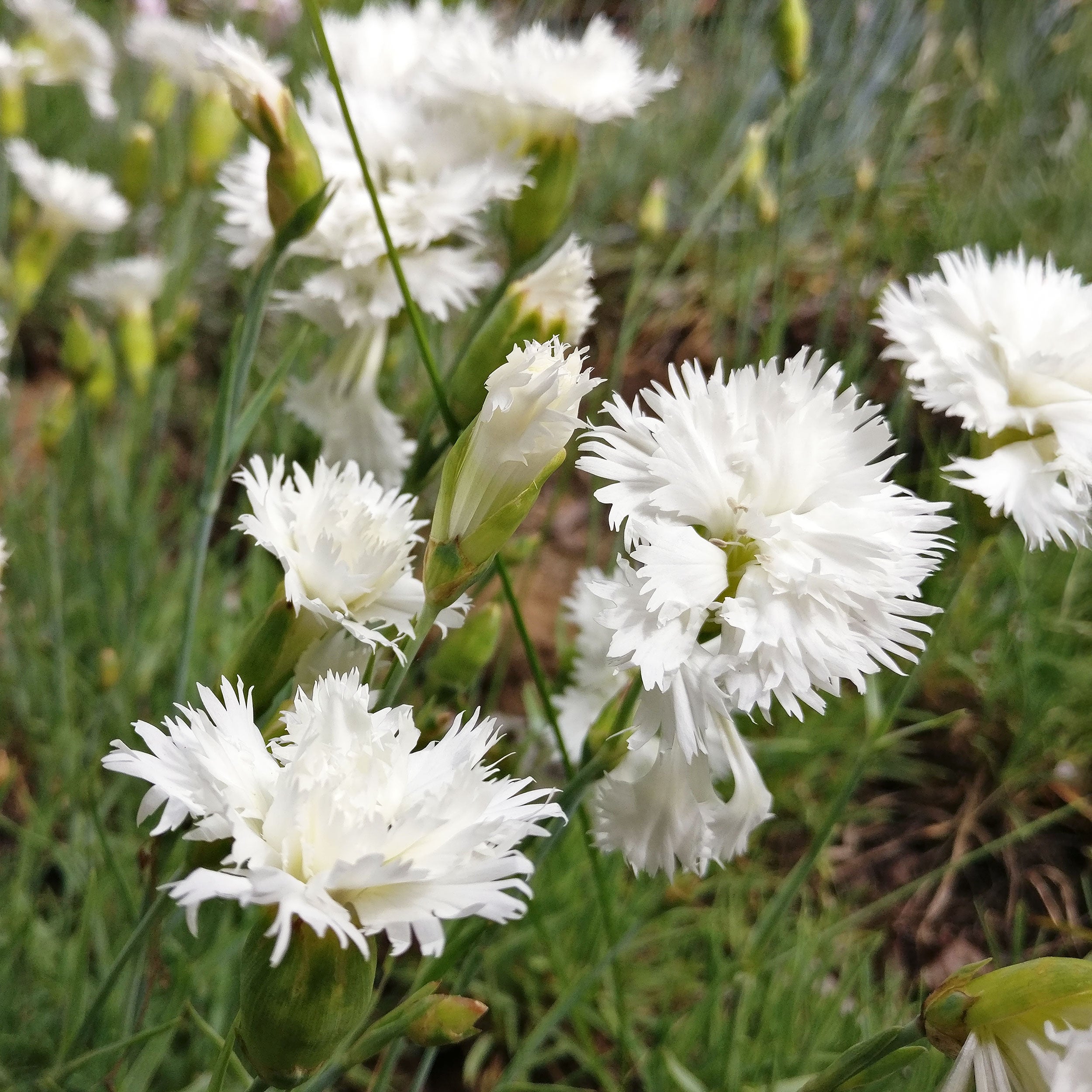 P3140-2-2500_2500x.jpg?v=