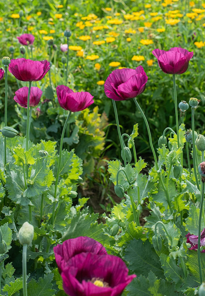 Fall Sowing Hardy Annuals